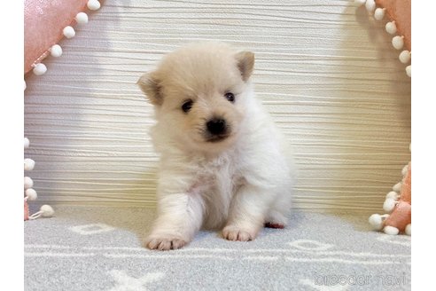 成約済の福岡県のポメラニアン-330638の6枚目