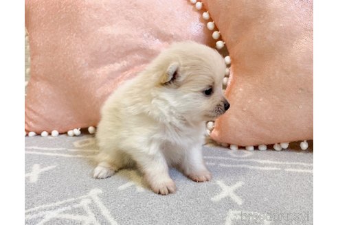成約済の福岡県のポメラニアン-330638の3枚目