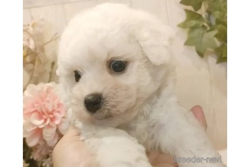 成約済の愛知県のビションフリーゼ-334713の4枚目