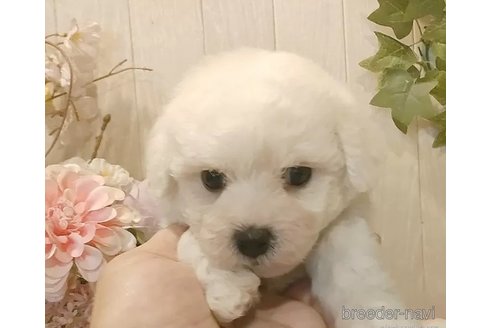 成約済の愛知県のビションフリーゼ-334713の3枚目