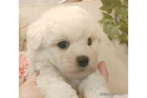 成約済の愛知県のビションフリーゼ-334713の2枚目