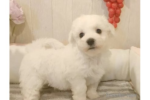 成約済の愛知県のビションフリーゼ-334714の2枚目