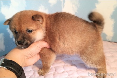 成約済の静岡県の豆柴-329460の4枚目