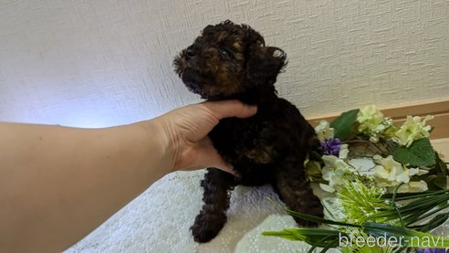 成約済の広島県のタイニープードル-325921の43枚目