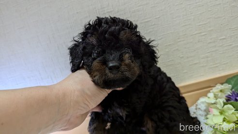 成約済の広島県のタイニープードル-325919の29枚目