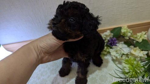 成約済の広島県のタイニープードル-325919の30枚目