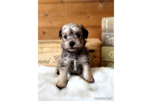 成約済の茨城県のミックス犬-334730の1枚目