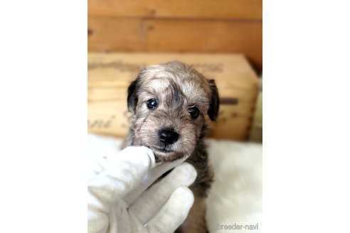 成約済の茨城県のミックス犬-334730の4枚目