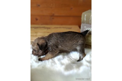 成約済の茨城県のミックス犬-334730の2枚目