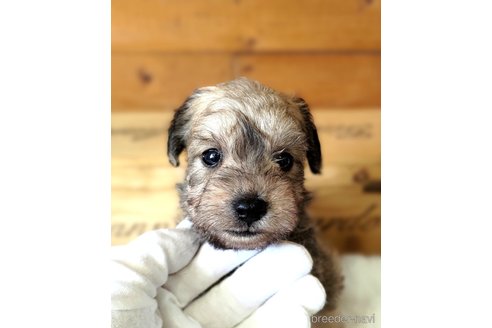成約済の茨城県のミックス犬-334730の3枚目