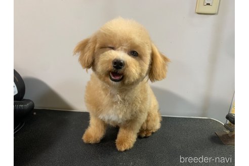スモモちゃん1枚目