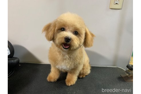 スモモちゃん1枚目