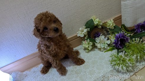 成約済の広島県のタイニープードル-325925の106枚目