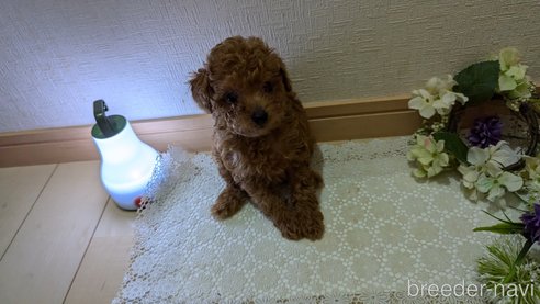 成約済の広島県のタイニープードル-325925の107枚目