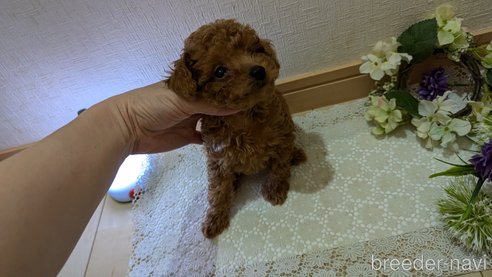 成約済の広島県のタイニープードル-325925の103枚目