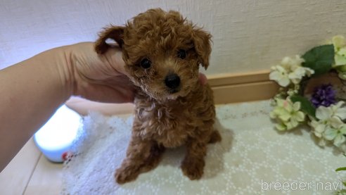 成約済の広島県のタイニープードル-325925の102枚目