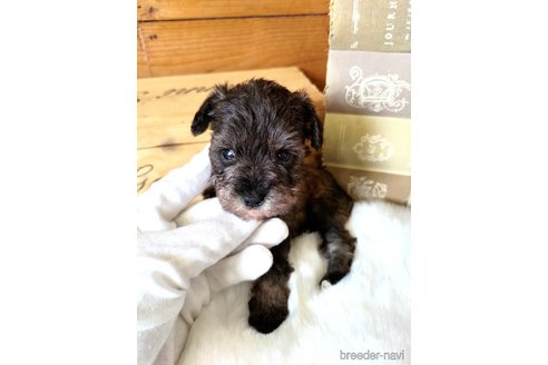 成約済の茨城県のミックス犬-334732の4枚目