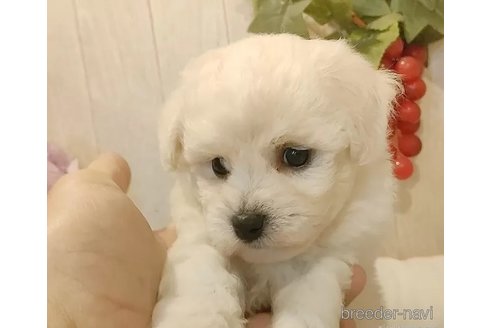 成約済の愛知県のビションフリーゼ-334734の4枚目
