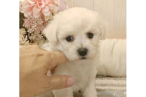 成約済の愛知県のビションフリーゼ-334734の3枚目