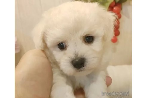 成約済の愛知県のビションフリーゼ-334734の2枚目