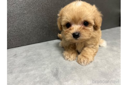 成約済の三重県のマルプー:マルチーズ×トイプードル-325608の1枚目