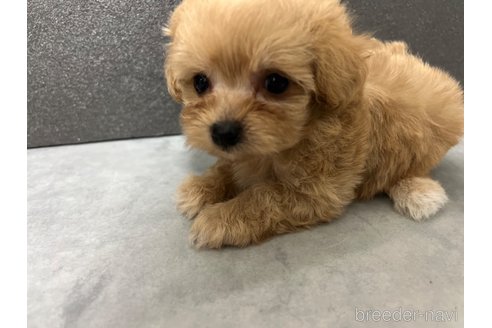 成約済の三重県のマルプー:マルチーズ×トイプードル-325608の2枚目