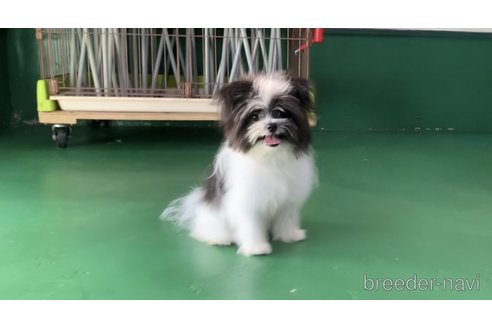 成約済の東京都のミックス犬-301757の12枚目