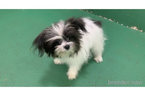成約済の東京都のミックス犬-301757の11枚目