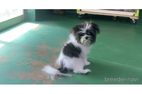 成約済の東京都のミックス犬-301757の10枚目