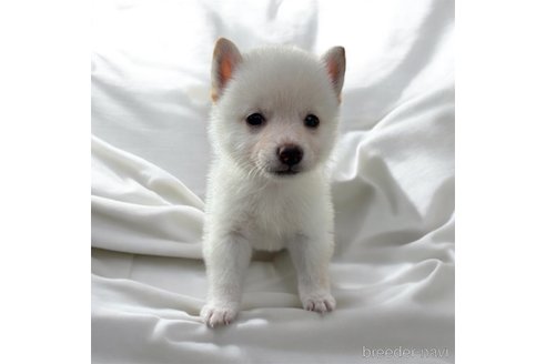 成約済の北海道の柴犬-332174の15枚目