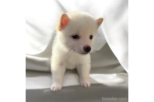成約済の北海道の柴犬-332174の14枚目