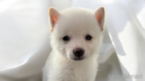 成約済の北海道の柴犬-332174の13枚目