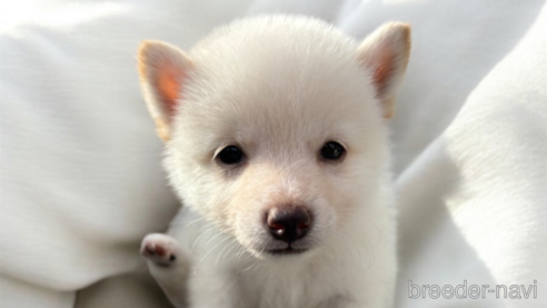 成約済の北海道の柴犬-332174の12枚目