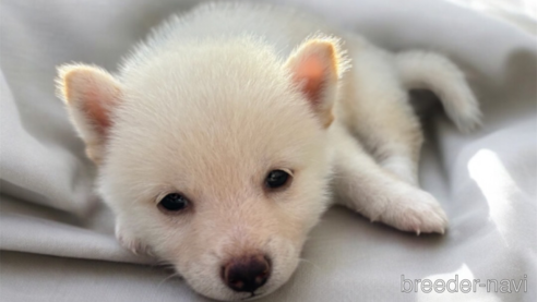 成約済の北海道の柴犬-332174の11枚目
