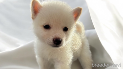 成約済の北海道の柴犬-332174の10枚目