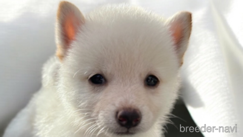 成約済の北海道の柴犬-332174の9枚目