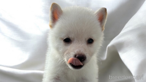 成約済の北海道の柴犬-332174の8枚目