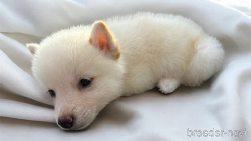 成約済の北海道の柴犬-332174の7枚目