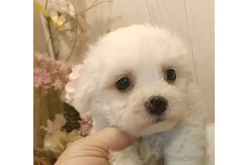 成約済の愛知県のビションフリーゼ-334752の4枚目