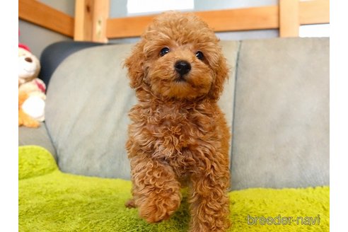 成約済の熊本県のタイニープードル-334234の3枚目