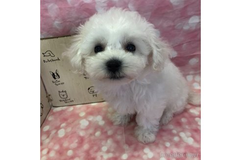成約済の愛知県のビションフリーゼ-334753の4枚目