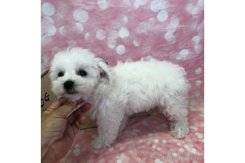 成約済の愛知県のビションフリーゼ-334753の5枚目