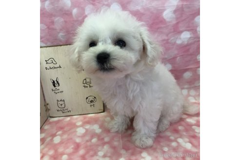 成約済の愛知県のビションフリーゼ-334753の6枚目