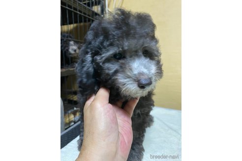 成約済の福島県のトイプードル-334769の4枚目