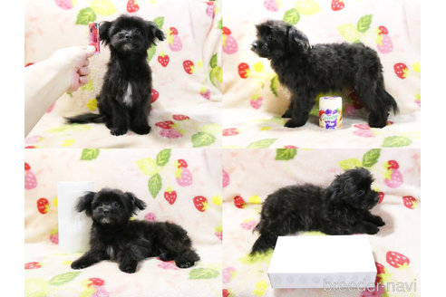 成約済の千葉県のチワプー:チワワ×トイプードル-304617の3枚目