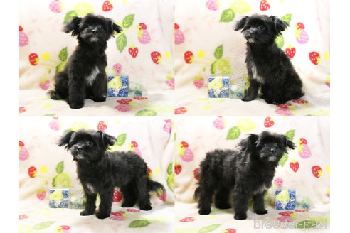 成約済の千葉県のチワプー:チワワ×トイプードル-304617の2枚目