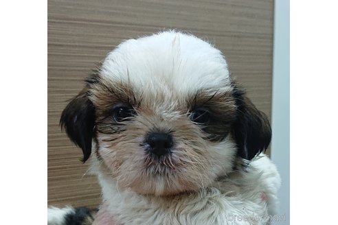成約済の愛知県のシーズー-325317の4枚目