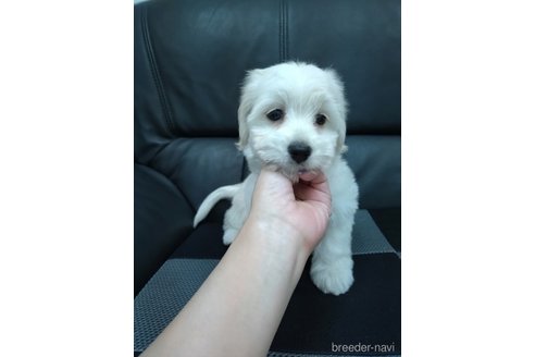 成約済の福岡県のマルックス:マルチーズ×ミニチュアダックスフンド-327025の8枚目