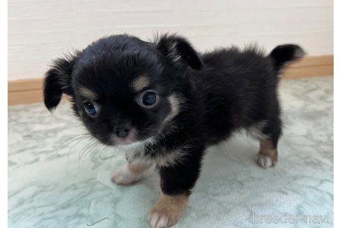 成約済の香川県のチワワ(ロングコート)-332703の2枚目