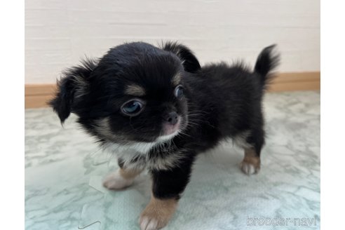 成約済の香川県のチワワ(ロングコート)-332703の3枚目